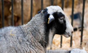 Mercosur: the Agricultural Show ends with a new blow